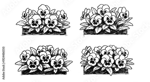 Hand-drawn sketch of four clusters of pansy flowers in planters, black and white illustration