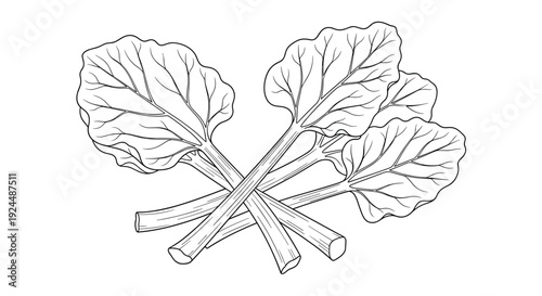 Line art illustration of fresh rhubarb stalks with large green leaves on a white background