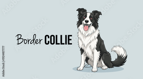 Border Collie dog illustration with breed name typography, cute black and white herding canine character isolated on soft background