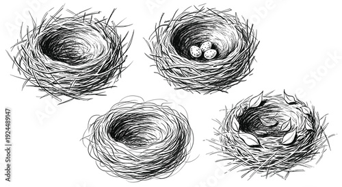 Collection of four hand-drawn bird nests, some with eggs and leaves, on a white background