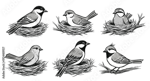Collection of six hand-drawn birds in nests and on branches, sketch style