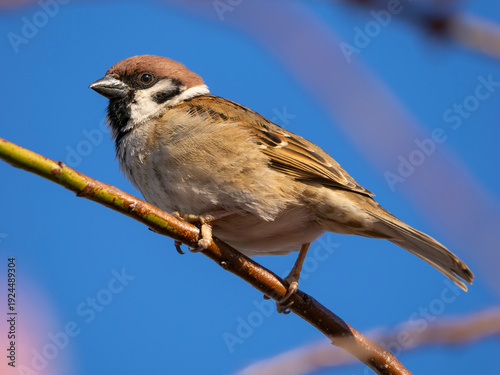 枝に止まるスズメ