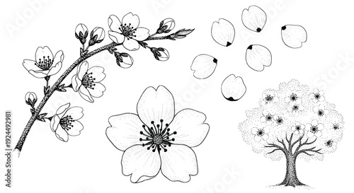 Delicate stippled illustrations of cherry blossoms, petals, and a blooming tree