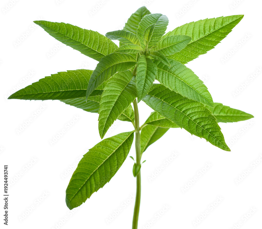 Fototapeta premium Lemon verbena