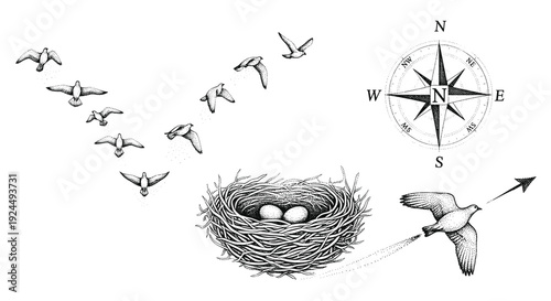 Birds migrating in formation with compass and nest, symbolizing direction and new beginnings