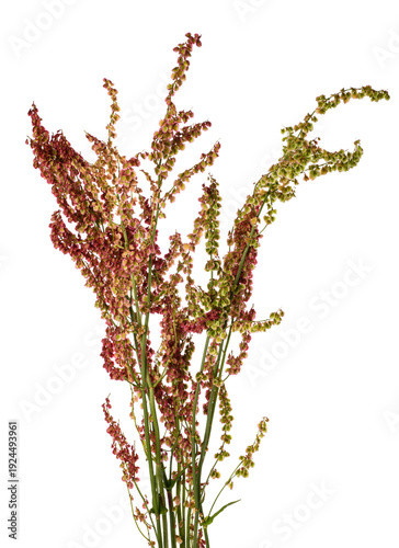 Quadro su tela Common sorrel  flowers