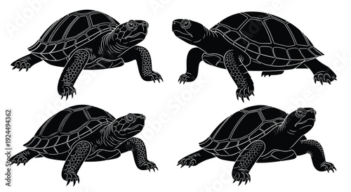 Four black and white silhouette illustrations of tortoises walking on a white background