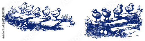 Collection of blue ink illustrations showing groups of small chicks walking on stones and wooden fences