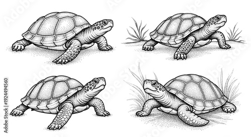 Four detailed stippled illustrations of tortoises in various poses on a white background