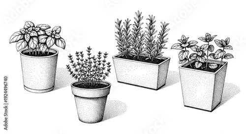 Collection of potted herbs including basil, thyme, rosemary, and mint in a stippled illustration style