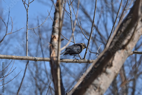 Wallpaper Mural Parc Maritime Nicolet 22 Février 2026  Torontodigital.ca