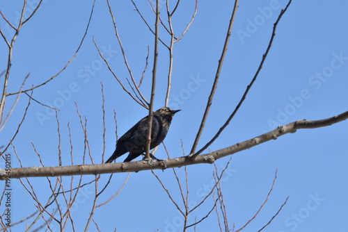 Wallpaper Mural Parc Maritime Nicolet 22 Février 2026  Torontodigital.ca