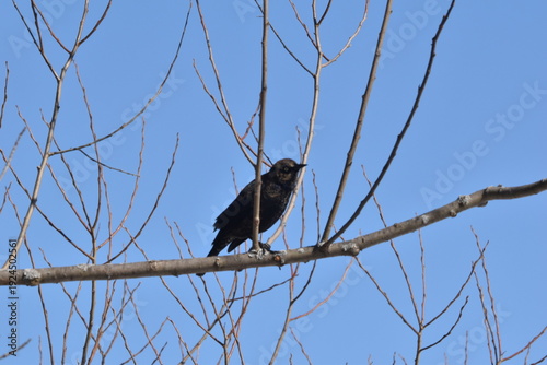Wallpaper Mural Parc Maritime Nicolet 22 Février 2026  Torontodigital.ca