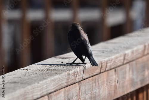 Wallpaper Mural Parc Maritime Nicolet 22 Février 2026  Torontodigital.ca