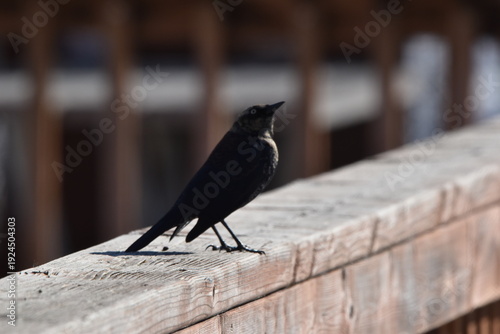 Wallpaper Mural Parc Maritime Nicolet 22 Février 2026  Torontodigital.ca