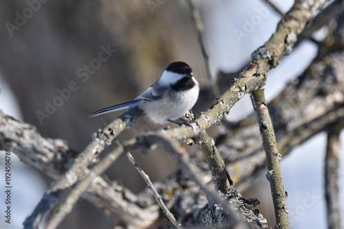 Wallpaper Mural Parc Maritime Nicolet 22 Février 2026  Torontodigital.ca