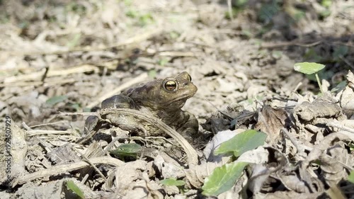 frog on the ground
