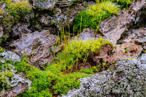 Twisted Moss colony in Idaho