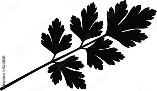 Black silhouette of a fresh parsley leaf branch on white background, herbal vector icon, organic spice plant for cooking logo.