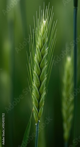 Intricate macro view of delicate stalks standing tall in a vibrant field, displaying soft focus bokeh and rich natural green textures, stem, spring, wallpaper