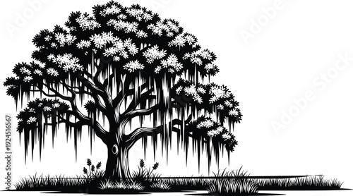Black willow tree silhouette with hanging branches isolated on white background, banyan tree vector for landscape design and nature scenery (exactly 21 words).