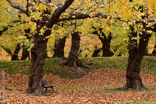 桜の紅葉とベンチ