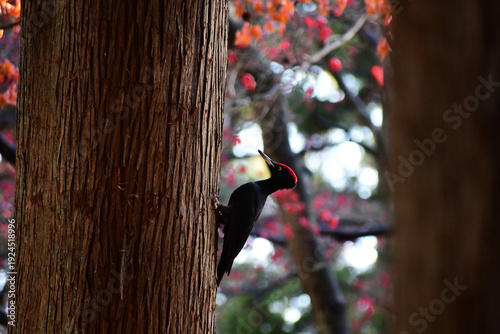 クマゲラと紅葉