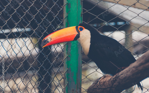 Obraz na płótnie Close-up of a toucan perched on a branch behind a wire fence, highlighting the contrast between its vibrant beak colors and the restrictive enclosure