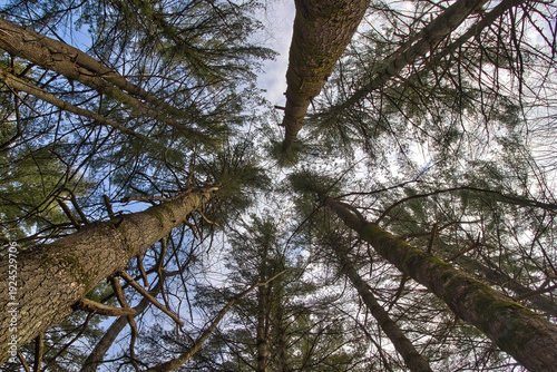 Фотография View of tall pine trees looking up from below on a winter day at Wildcat Mountain State Park near Ontario, Wisconsin