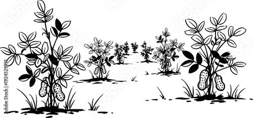 Minimalist Sumi-e depiction of a peanut plantation with elegant
