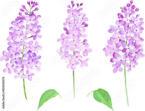 水彩で描いたライラックのベクターイラストセット