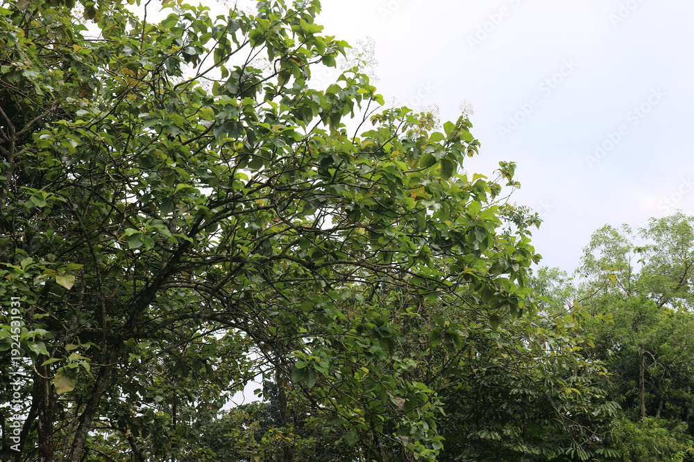 Obraz premium Spreading Branch Network Lively Foliage. Layered Leaves Pattern Organic Structure. Dense Treescape Detail Dynamic Angles. Interlaced Twigs Vibrant Botanical Scene