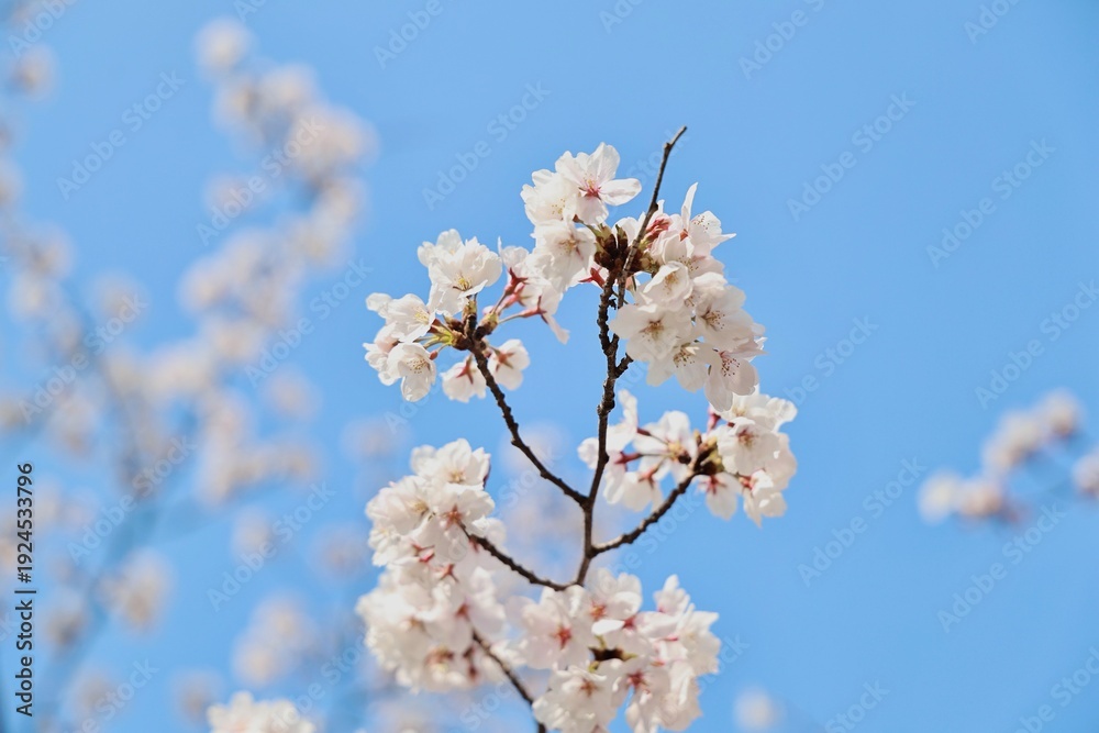 Obraz premium 벚꽃시작