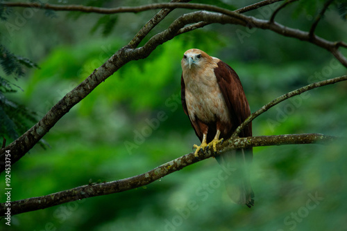 juvenile brahminy kite (Haliastur indus) perching on a tree branch, with green foliage bokeh background
