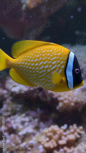 3D ultra-realistic animation of a lotched foxface rabbitfish swimming in a tropical reef env