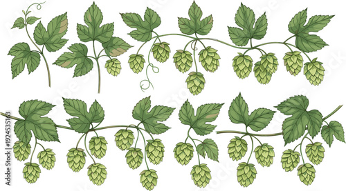PrDetailed botanical illustration of hop plants with green leaves and cone-shaped flowers, ideal for brewing, agriculture, and educational design references.int