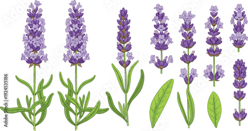 Detailed botanical illustration of lavender flowers and leaves showing variations in bloom and foliage, ideal for plant identification, herbal design, and nature studies.