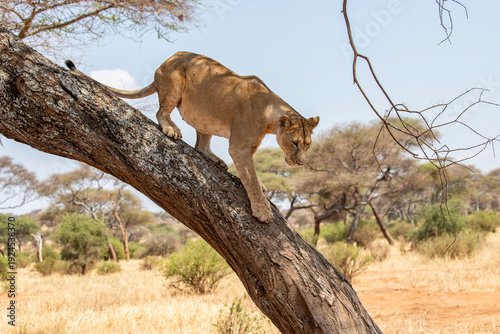 African Lioness climbing down from tree