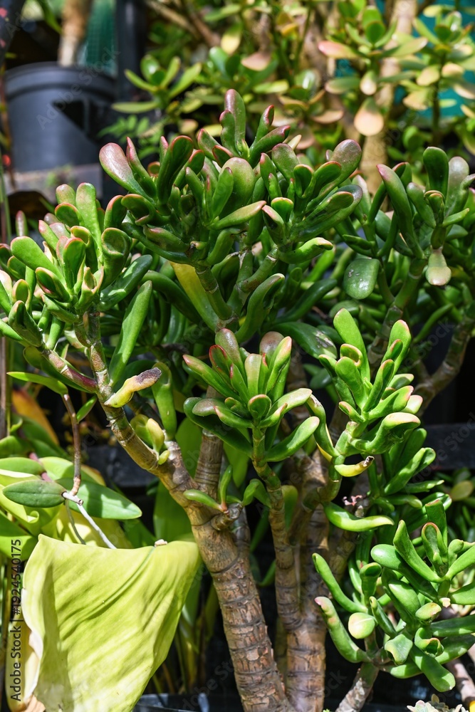 Obraz premium Unique crassula ovata hobbit succulent with green tubular leaf and red tip. Exotic jade plant or money tree in pot close up. Vibrant nature background.
