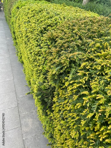 Konstfotografi A hedge on a path