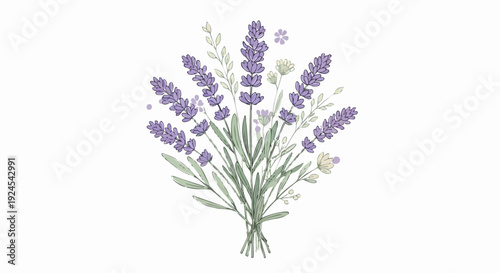 Elegant Lavender Flower Bouquet Botanical Illustration.
