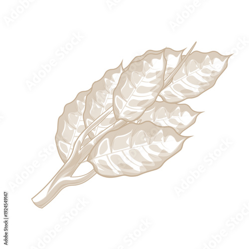 Vector Illustration logo Line art Kailan Leaves