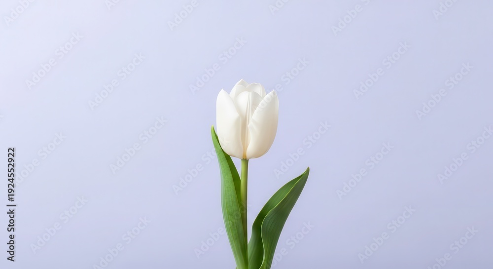 Obraz premium Single white blooming tulip flower stands upright against a pale background.