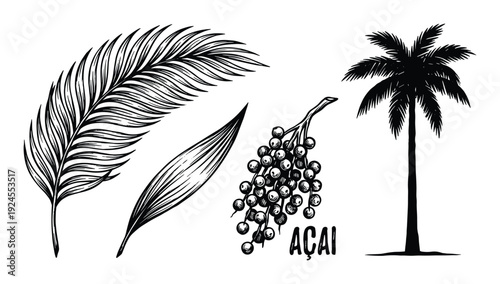 Acai palm leaf, berries, and silhouette of a tree in detailed drawing. Tropical fruits vector.