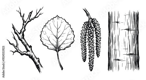 Birch Tree Elements: Branch, Leaf, Catkins, and Bark. Hand-drawn botanical vector illustration in black and white.
