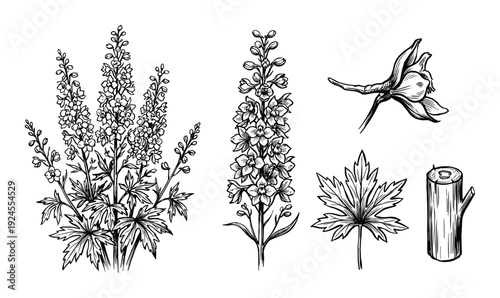 Botanical illustration of Delphinium flowers, leaf and branch. Larkspur flowers sketch. Black and white drawing
