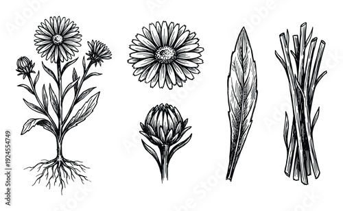 Botanical illustration with flowers, bud, leaf, and bunch of stems in sketch style