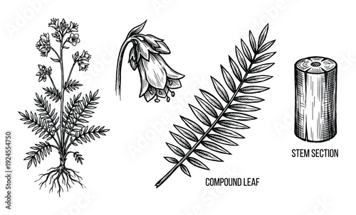 Botanical Illustration with Flowers, Compound Leaf and Stem Section Artwork