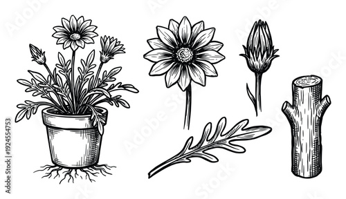 Botanical Illustration with Potted Flower, Blossom, Bud, Leaf, and Branch Element Set