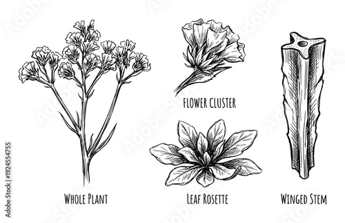 Botanical illustration with whole plant, flower cluster, leaf rosette, and winged stem, hand drawn in vector format.